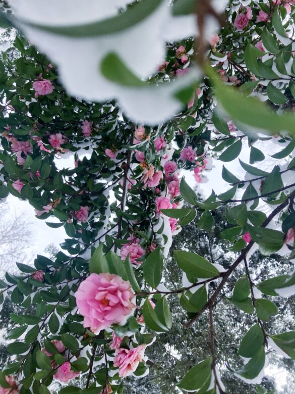 ピンクの椿と雪