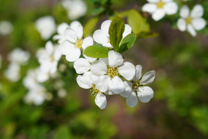 春に咲く白い小花のアップ